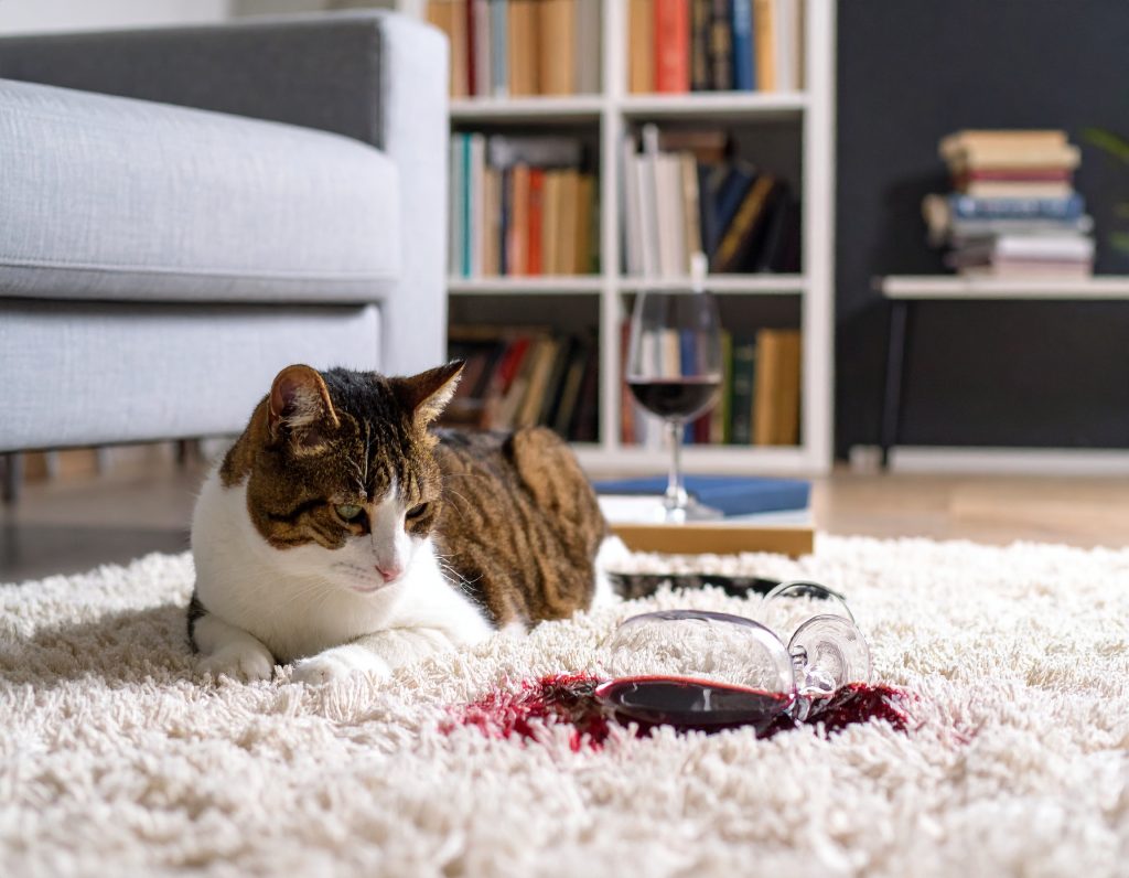 kitty and spilled wine