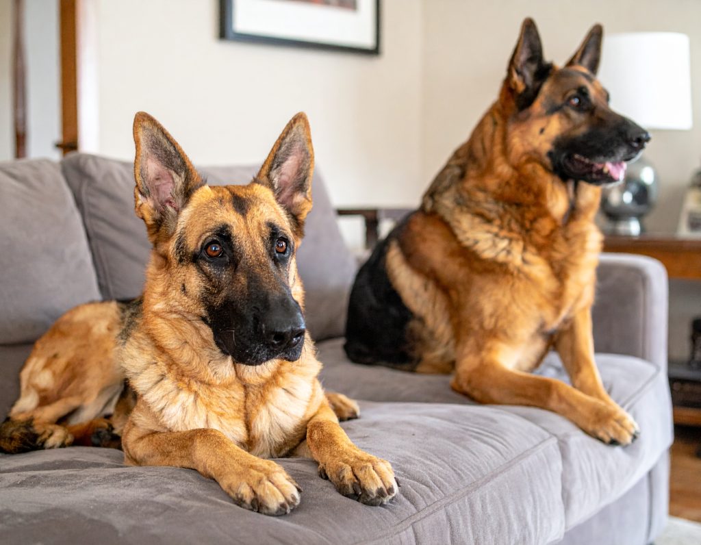 Cleaning Tips for Pet-Friendly Homes: Managing Fur and Mess 14 keeping clean with pets